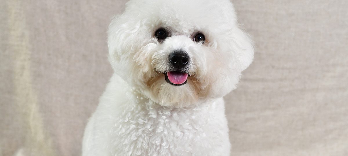 Atenção ao cushing em pets. Produção excessiva de cortisol é comum e compromete a saúde dos pets