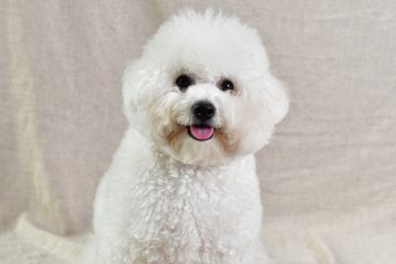 Atenção ao cushing em pets. Produção excessiva de cortisol é comum e compromete a saúde dos pets