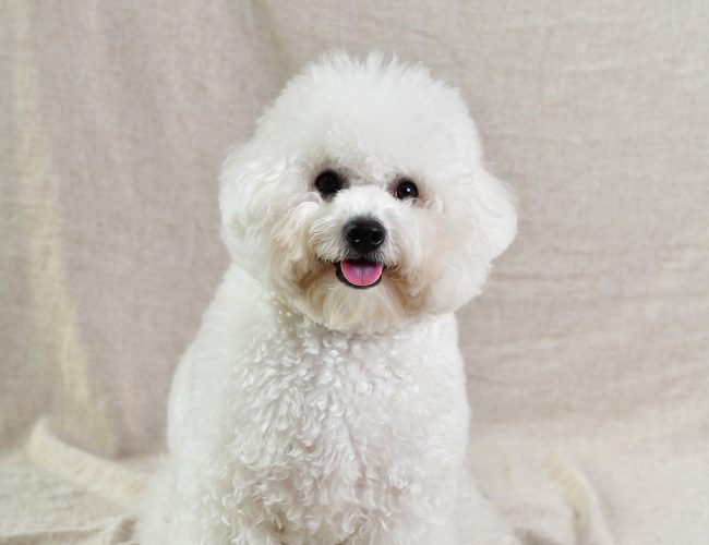 Atenção ao cushing em pets. Produção excessiva de cortisol é comum e compromete a saúde dos pets