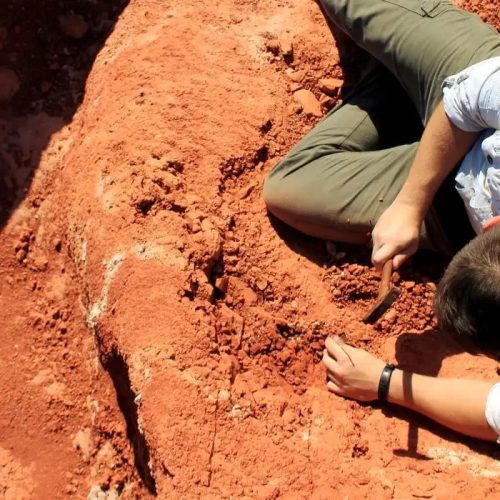 Novo achado paleontológico revela segredos da evolução dos dinossauros no Brasil