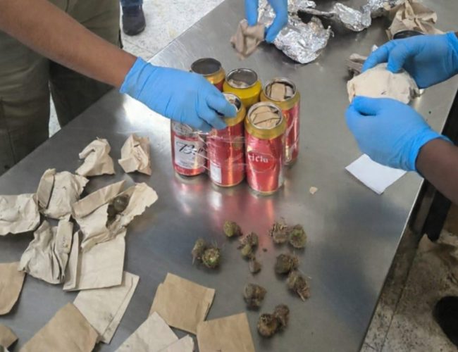 Operação conjunta entre Ibama e PF desvenda contrabando de cactos gaúchos em Guarulhos