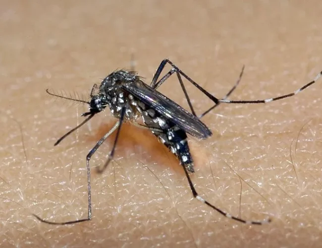 Porto Alegre: Alerta para importância da prevenção em viagens devido a casos de chikungunya no país